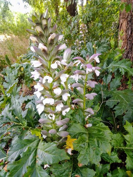 MONTE DEL PARDO, BOTÁNICA V