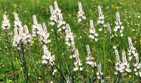 MONTE DEL PARDO, BOTÁNICA V