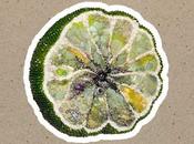 Wilco Annihilation (2024)