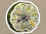 Wilco estrenan Cool Shroud