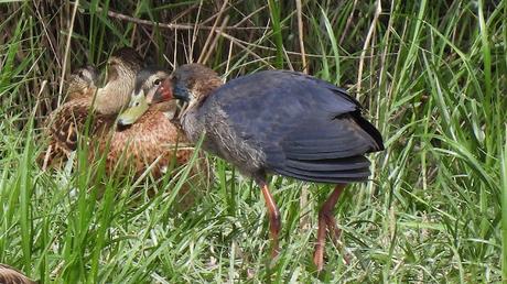 Calamón joven y adulto