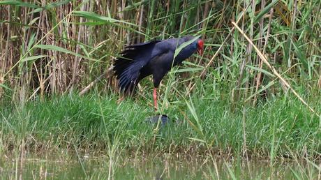 Calamón joven y adulto