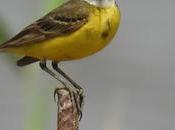 Lavandera boyera