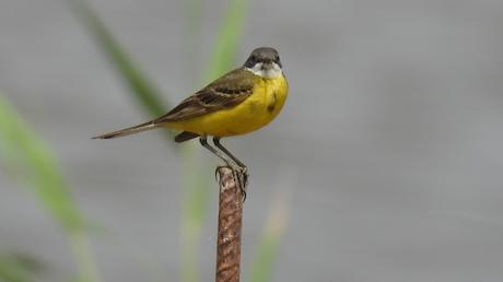 Lavandera boyera Lavandera boyera