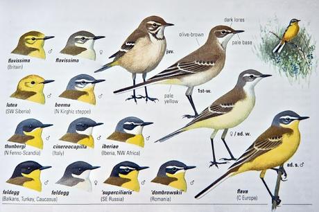 Lavandera boyera Lavandera boyera