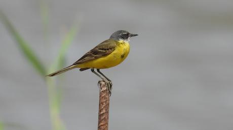 Lavandera boyera Lavandera boyera