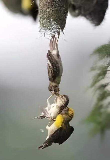 Blanqueando el fascismo… Y Assange, un hombre libre, un mundo más opaco. Blanqueando el fascismo… Y Assange, un hombre libre, un mundo más opaco.