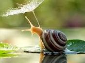 5.882 caracol madrugas...