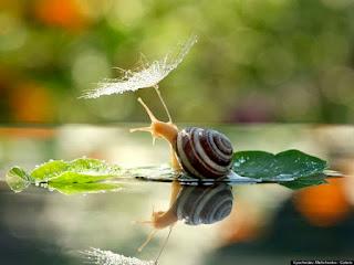 5.882 - CARACOL QUE MADRUGAS...