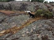 Estampas: caños jara