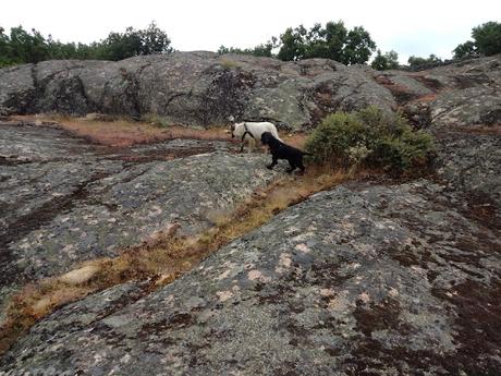 ESTAMPAS: CAÑOS DE LA JARA