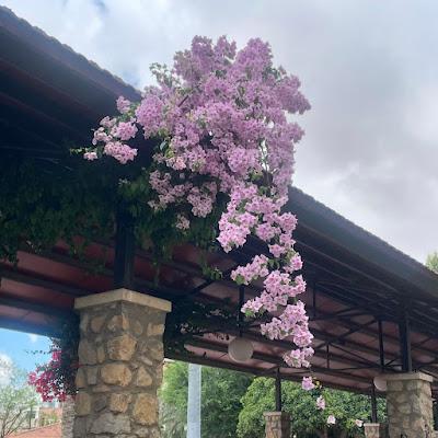 🌻 De Lunes y Julio 🌺