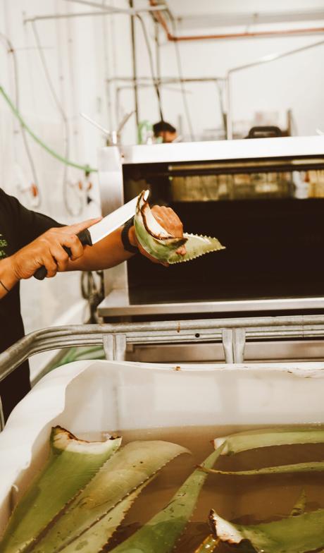 El mejor Aloe Vera de Canarias, el de Atlantia