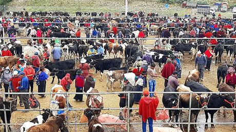 ECUADOR : EL MERCADO DE ANIMALES DE GUAMOTE ECUADOR : EL MERCADO DE ANIMALES DE GUAMOTE
