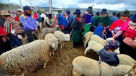 ECUADOR : EL MERCADO DE ANIMALES DE GUAMOTE ECUADOR : EL MERCADO DE ANIMALES DE GUAMOTE