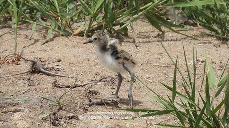 Pollos de cigüeñuela