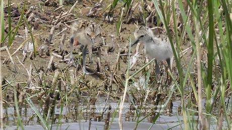 Pollos de cigüeñuela