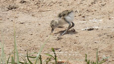 Pollos de cigüeñuela