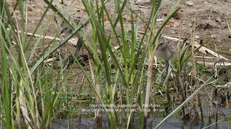 Pollos de cigüeñuela