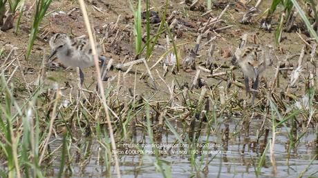 Pollos de cigüeñuela