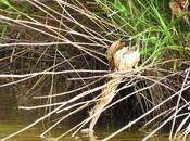 Avetorillos juveniles