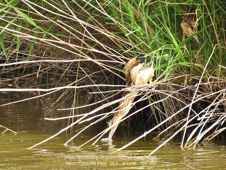 Avetorillos juveniles