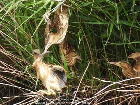 Avetorillos juveniles