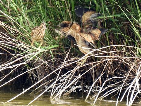Avetorillos juveniles