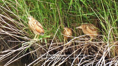 Avetorillos juveniles