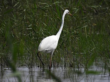 Elegancia en blanco: La Garceta grande