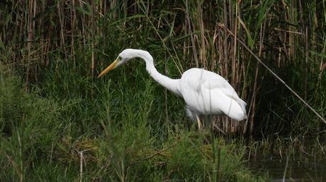 Elegancia en blanco: La Garceta grande