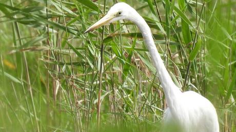 Elegancia en blanco: La Garceta grande