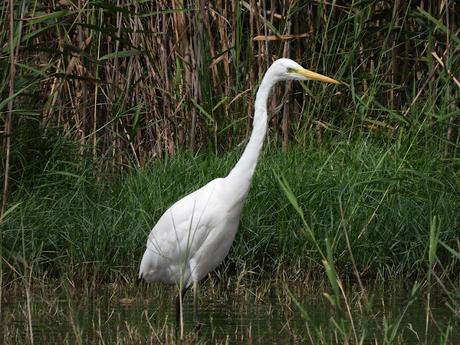 Elegancia en blanco: La Garceta grande