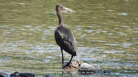 Un visitante cada vez más habitual del Parc Fluvial