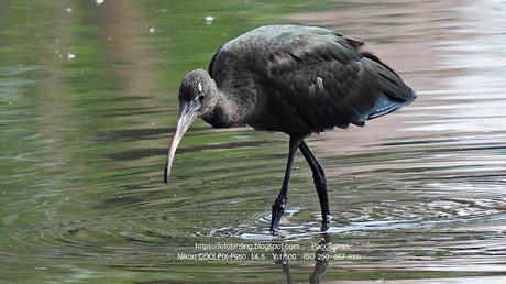 Un visitante cada vez más habitual del Parc Fluvial
