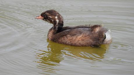 Observando Zampullines en el Delta del Llobregat