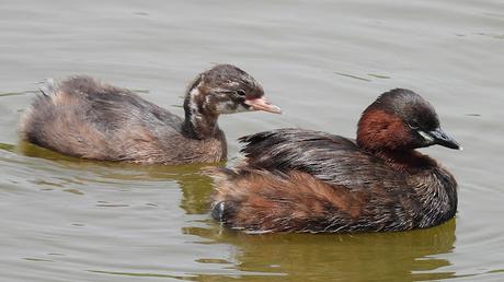 Observando Zampullines en el Delta del Llobregat