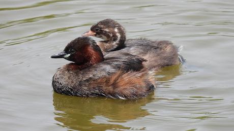 Observando Zampullines en el Delta del Llobregat