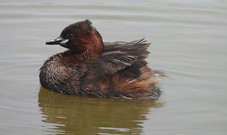 Observando Zampullines en el Delta del Llobregat