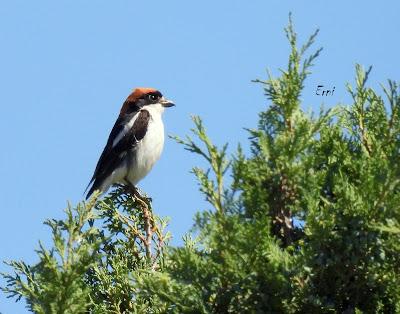 CAMPAÑA AGUILUCHO CENIZO 2024 (SEGOVIA)