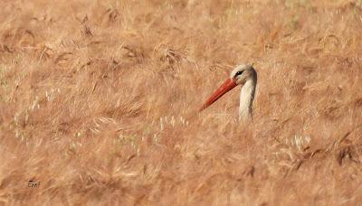 CAMPAÑA AGUILUCHO CENIZO 2024 (SEGOVIA)