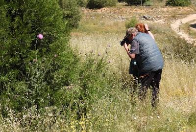 CAMPAÑA AGUILUCHO CENIZO 2024 (SEGOVIA)
