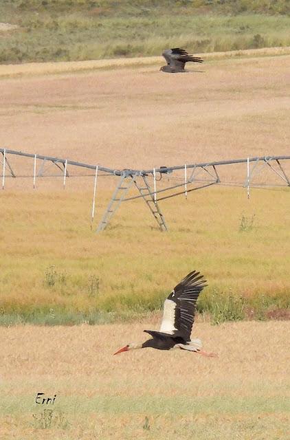 CAMPAÑA AGUILUCHO CENIZO 2024 (SEGOVIA)