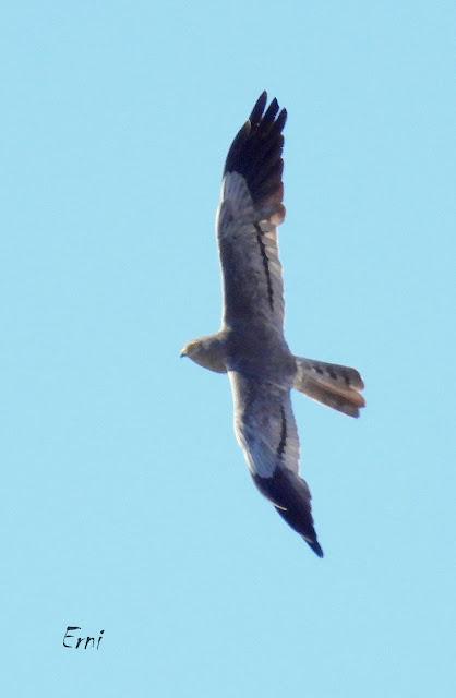 CAMPAÑA AGUILUCHO CENIZO 2024 (SEGOVIA)