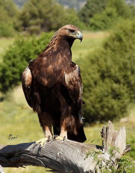 CAMPAÑA AGUILUCHO CENIZO 2024 (SEGOVIA)
