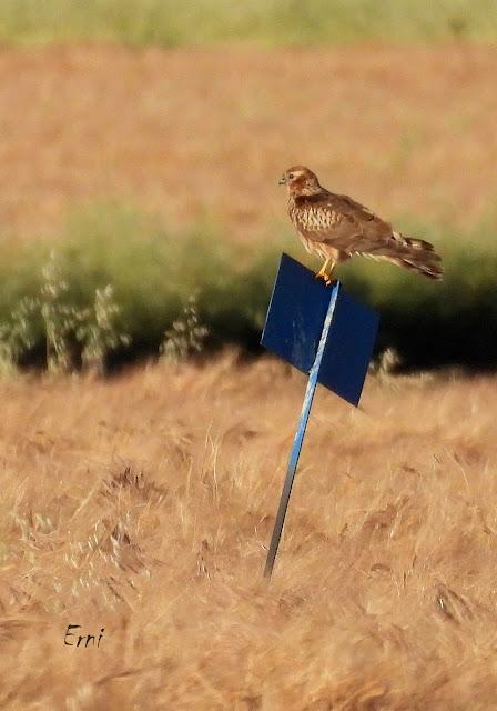 CAMPAÑA AGUILUCHO CENIZO 2024 (SEGOVIA)