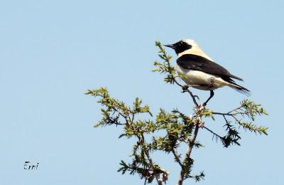 CAMPAÑA AGUILUCHO CENIZO 2024 (SEGOVIA)