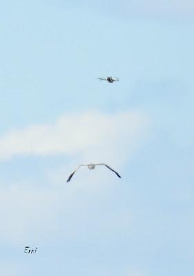 CAMPAÑA AGUILUCHO CENIZO 2024 (SEGOVIA)