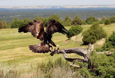 CAMPAÑA AGUILUCHO CENIZO 2024 (SEGOVIA)