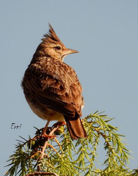 CAMPAÑA AGUILUCHO CENIZO 2024 (SEGOVIA)
